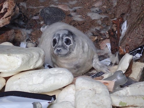 A seal cub surrounded by washed up marine litter on Skomer Marine Conservation Zone.