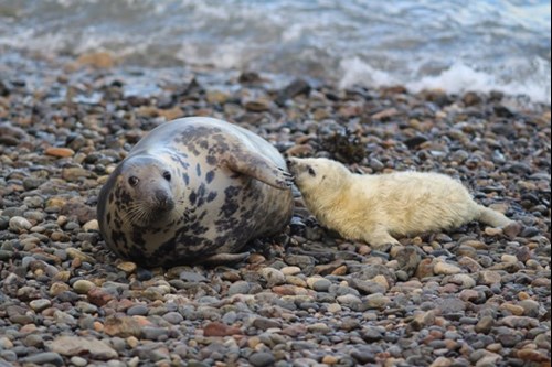 A grey seal lounging on the beach with her pup at Skomer Marine Conservation Zone.
