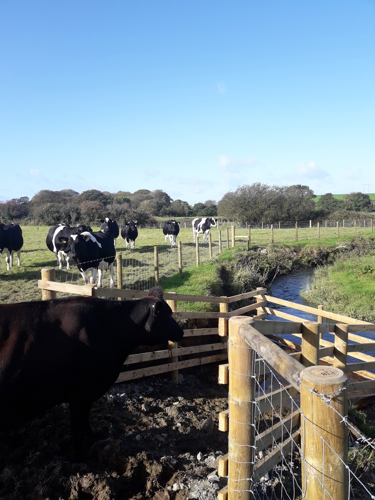 Prosiect Ansawdd Dŵr Bae Cemaes, Ffensio Dalgylch Wygyr Gyda Bae Yfed Da Byw Ar Fferm Tai Hen, Rhosgoch, Ynys Mon