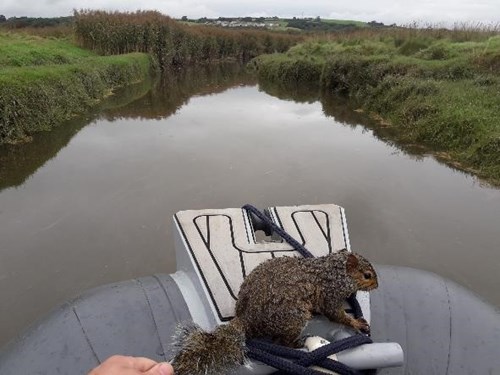 Squirrel on boat after being rescued